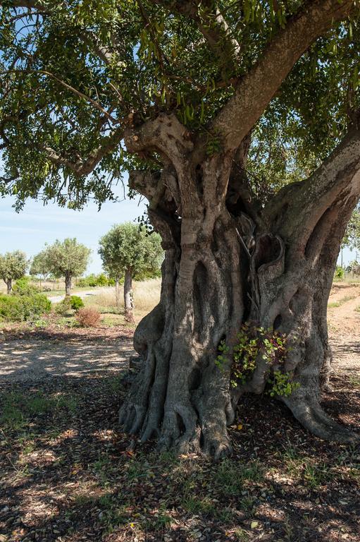 Pensao Agricola ξενώνας Cabanas De Tavira Εξωτερικό φωτογραφία