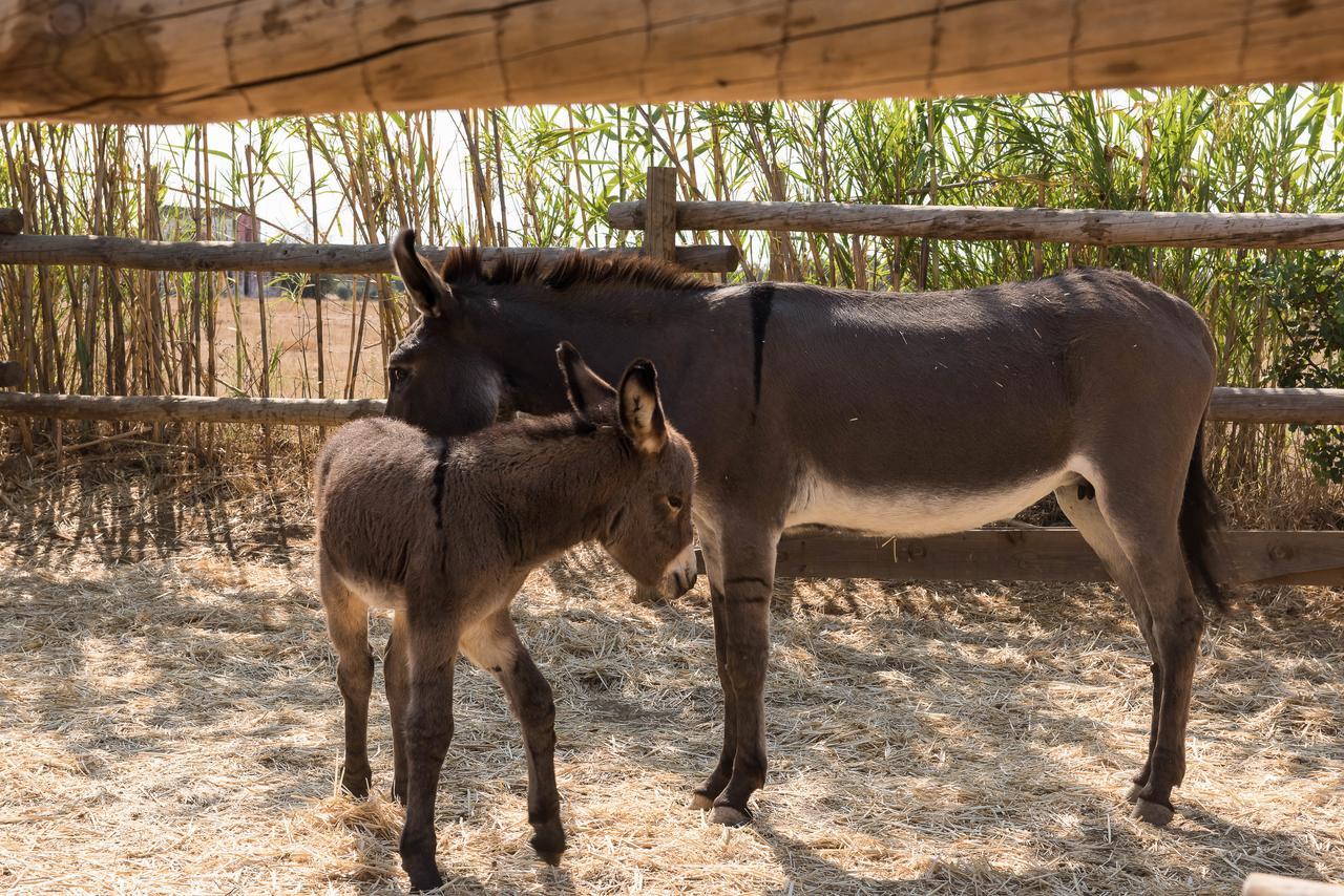 Pensao Agricola ξενώνας Cabanas De Tavira Εξωτερικό φωτογραφία